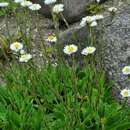 Image of Helichrysum bellum Hilliard