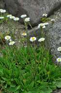 Image de Helichrysum bellum Hilliard