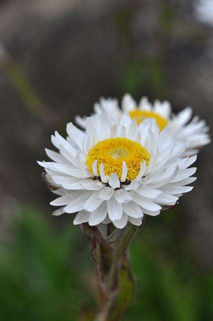 Image of Helichrysum bellum Hilliard