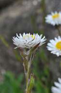 Image de Helichrysum bellum Hilliard