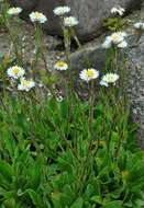 Image of Helichrysum bellum Hilliard