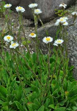 صورة Helichrysum bellum Hilliard