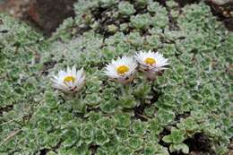 Image of Helichrysum milfordiae Killick