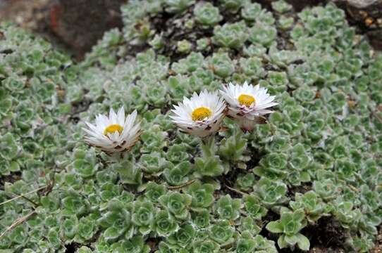 Image of Helichrysum milfordiae Killick