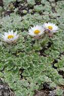 Image of Helichrysum milfordiae Killick