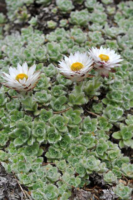 Image of Helichrysum milfordiae Killick