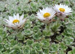 Image of Helichrysum milfordiae Killick