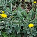 Image of <i>Hieracium lanatum</i>