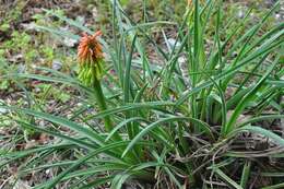 Image de Kniphofia hirsuta Codd