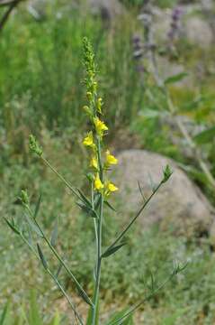 Image of broomleaf toadflax