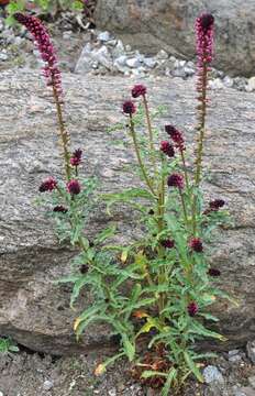 Image of Lysimachia atropurpurea L.