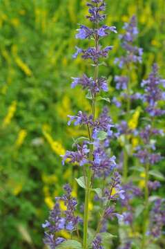 Image of Nepeta nuda L.