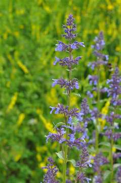 Image of Nepeta nuda L.