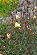 Imagem de Oenothera stricta Link