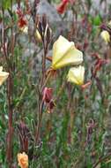 Imagem de Oenothera stricta Link