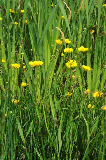 Image of Greater Spearwort