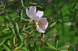 Image de "Rosier à petites fleurs, Églantier à petites fleurs"