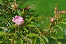 Image de "Rosier à petites fleurs, Églantier à petites fleurs"