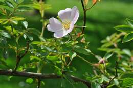 Image de "Rosier à petites fleurs, Églantier à petites fleurs"