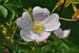 Image de "Rosier à petites fleurs, Églantier à petites fleurs"