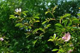 Image de "Rosier à petites fleurs, Églantier à petites fleurs"