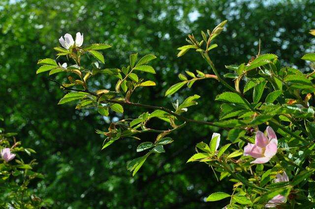 Image de "Rosier à petites fleurs, Églantier à petites fleurs"