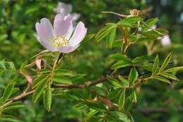 Image de "Rosier à petites fleurs, Églantier à petites fleurs"