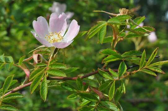 Image de "Rosier à petites fleurs, Églantier à petites fleurs"