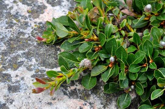 Image of bearberry willow