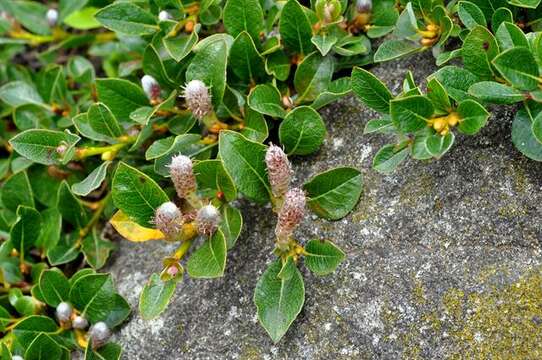 Image de Salix uva-ursi Pursh