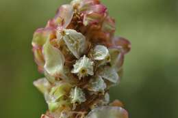 Plancia ëd Poterium sanguisorba subsp. polygamum (Waldst. & Kit.) Asch. & Graebn.