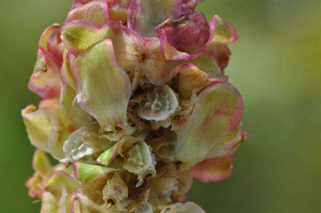 Plancia ëd Poterium sanguisorba subsp. polygamum (Waldst. & Kit.) Asch. & Graebn.