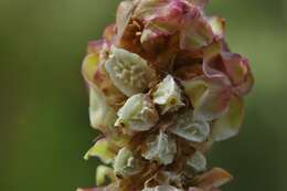 Plancia ëd Poterium sanguisorba subsp. polygamum (Waldst. & Kit.) Asch. & Graebn.