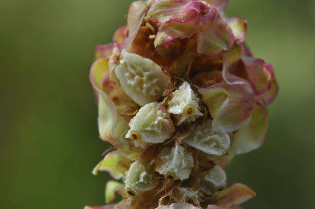 Imagem de Poterium sanguisorba subsp. polygamum (Waldst. & Kit.) Asch. & Graebn.