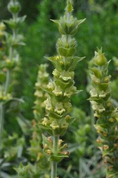 Image of ironwort