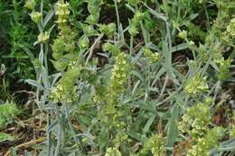 Image of ironwort