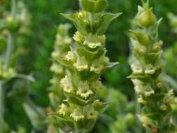 Image of ironwort