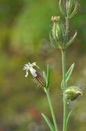 Image of Catchfly