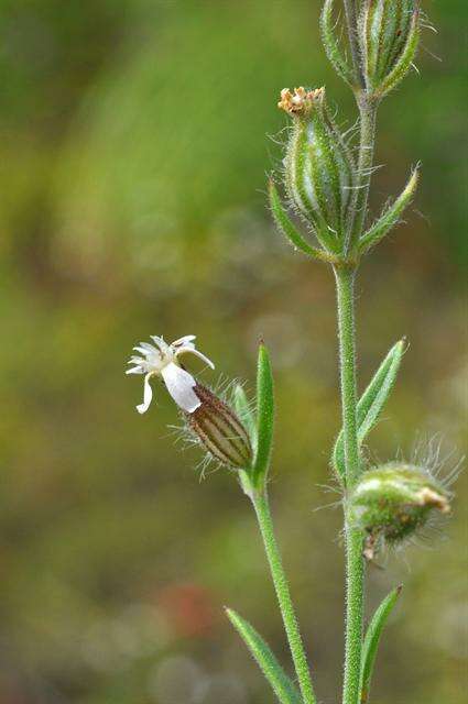 Image of Catchfly