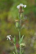 Image of Catchfly