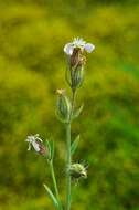 Image of Catchfly