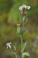 Image of Catchfly