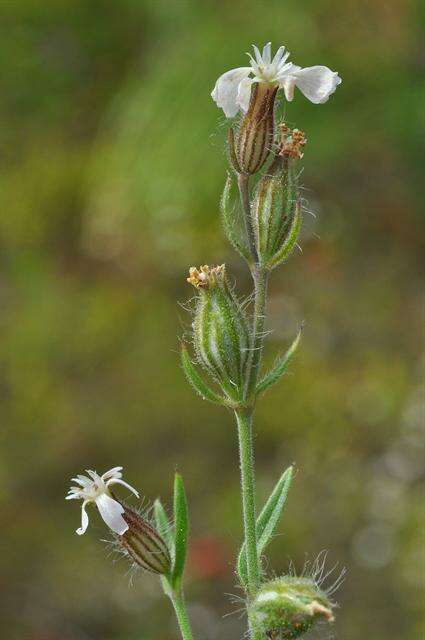 Image of Catchfly