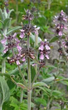 Stachys cretica L. resmi