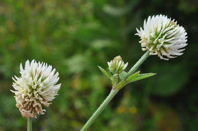 صورة Trifolium montanum L.