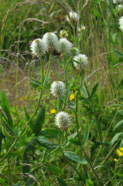 Imagem de Trifolium montanum L.