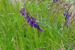 Image of winter vetch