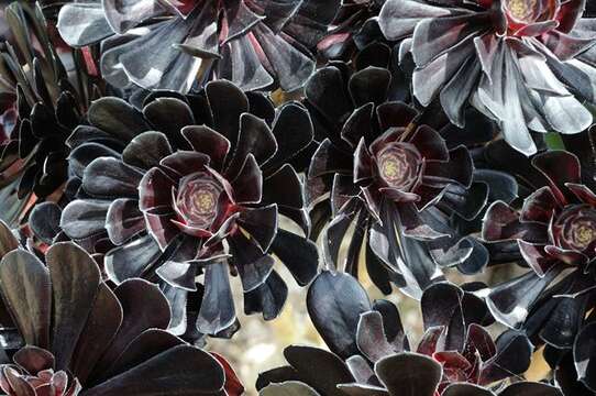 Image of aeonium