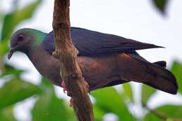 صورة Columba malherbii Verreaux, J, Verreaux & E 1851