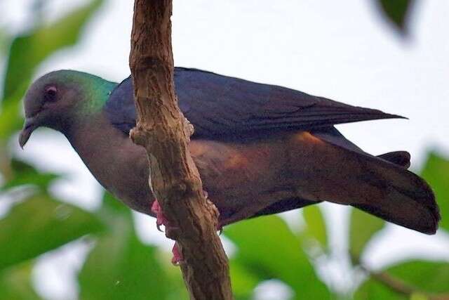 Image of Island Bronze-naped Pigeon